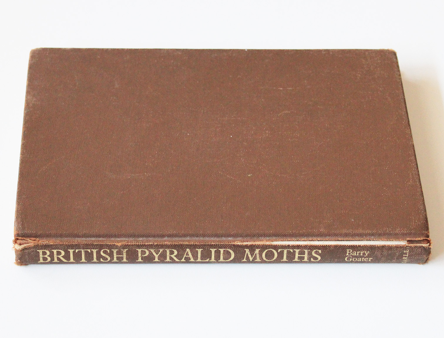 britsh pyralid moths1